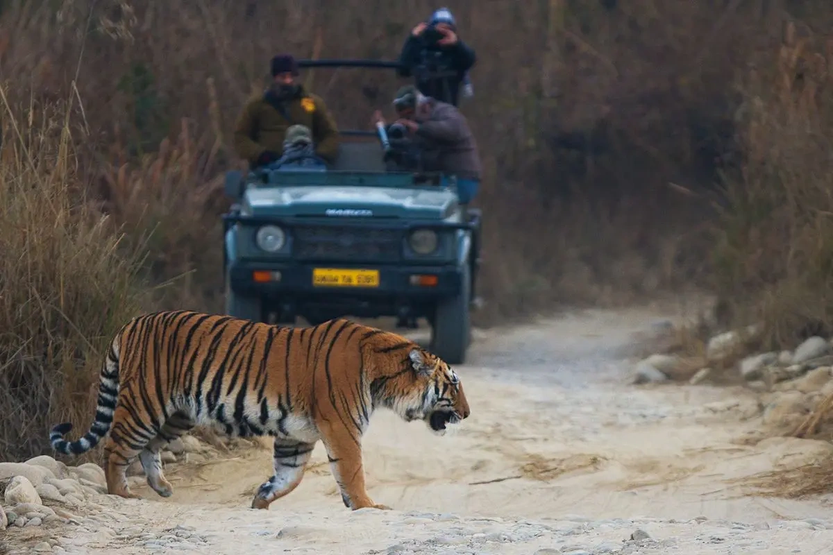 Bengal tiger in Jim Corbett National Park, Uttarakhand