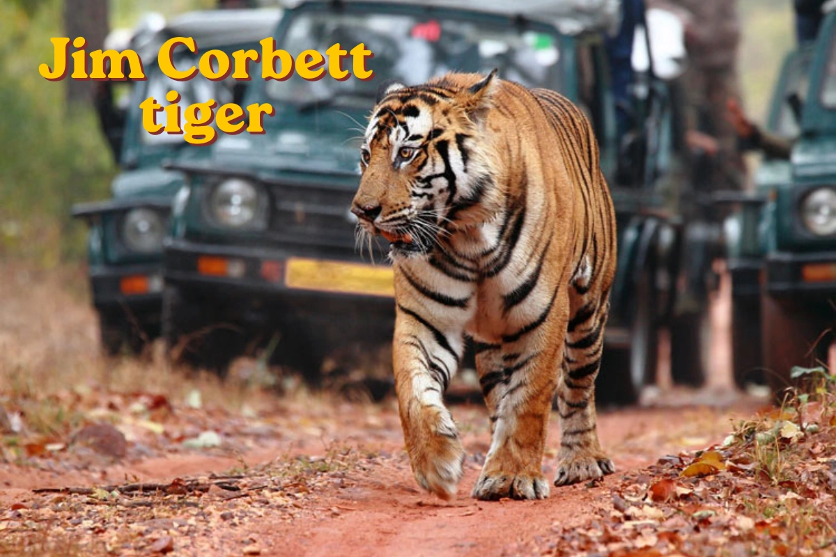 Jeep safari in the sal forest of Jim Corbett National Park