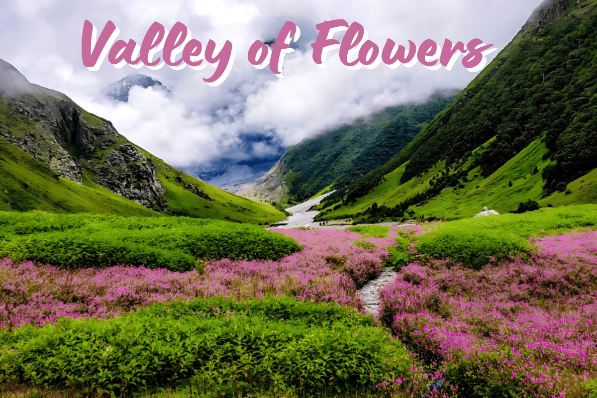 Alpine flowers in full bloom in Valley of Flowers National Park