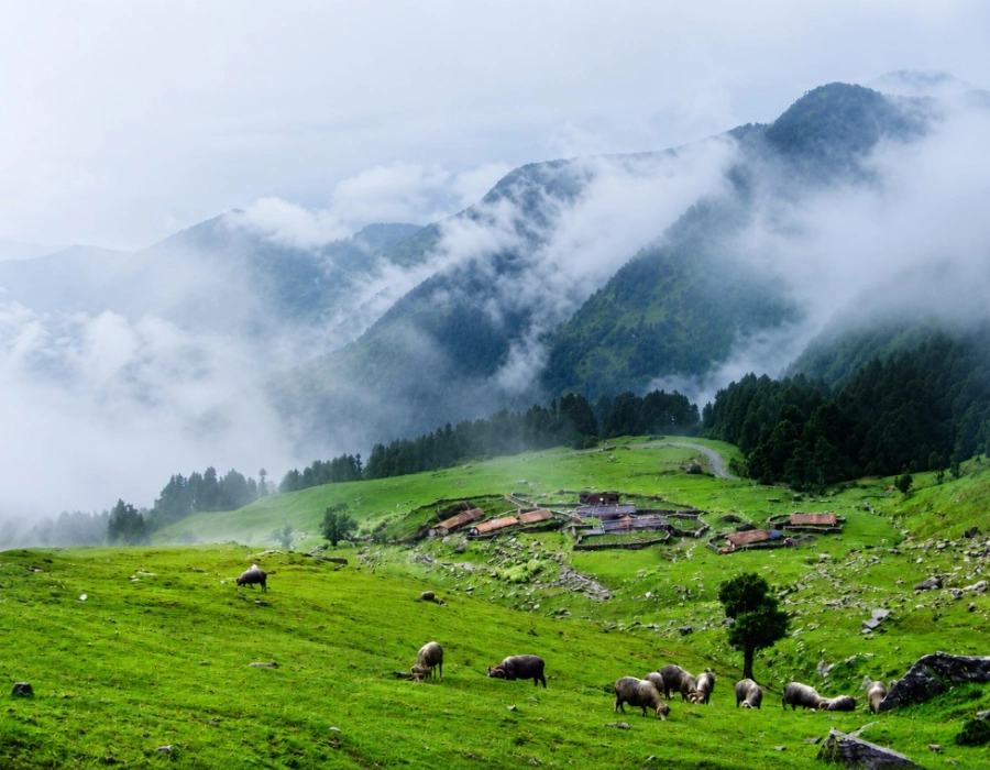 Trekking trail from Chopta to Tungnath through rhododendron forest